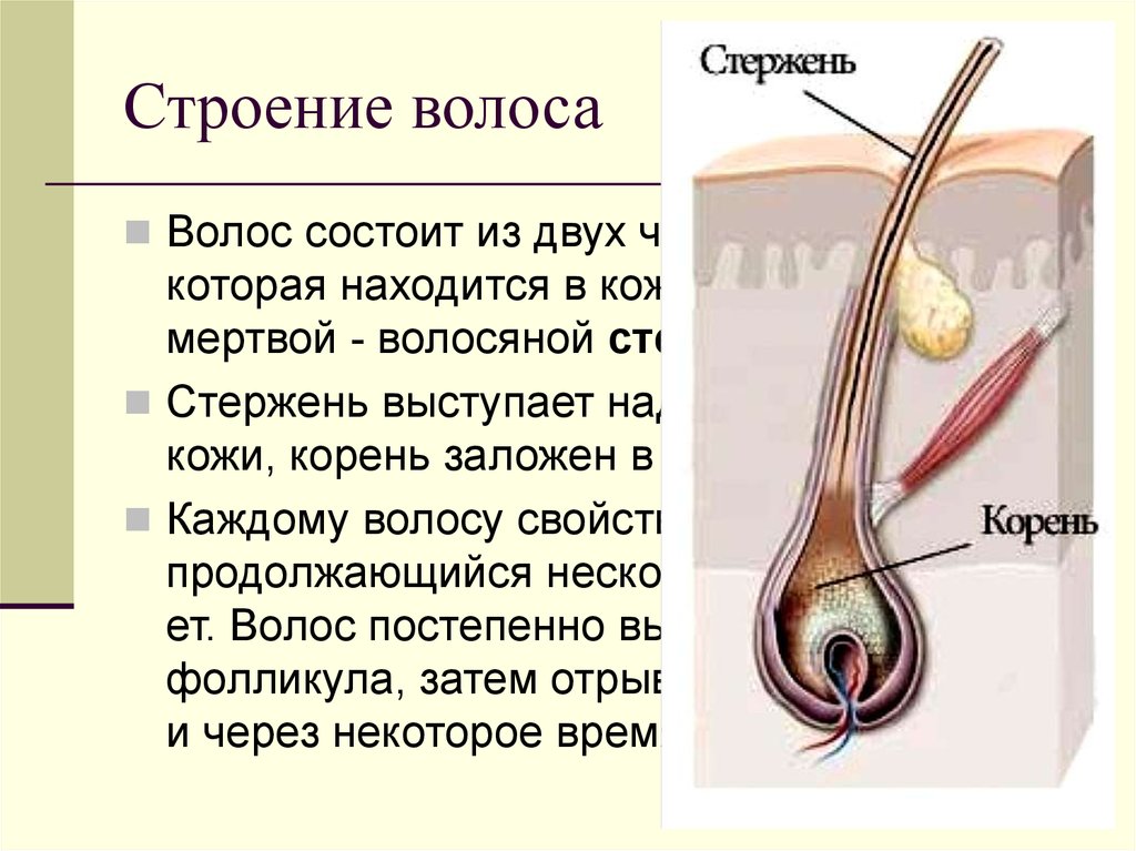 Как называется центральная часть волосяного стержня