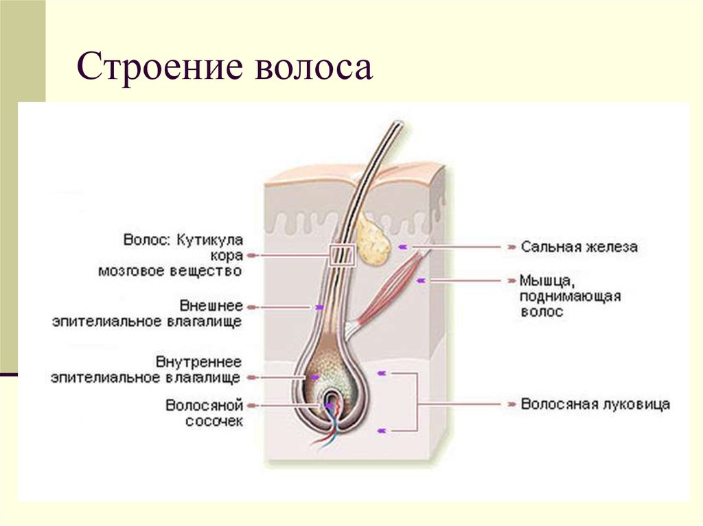 Как называется центральная часть волосяного стержня