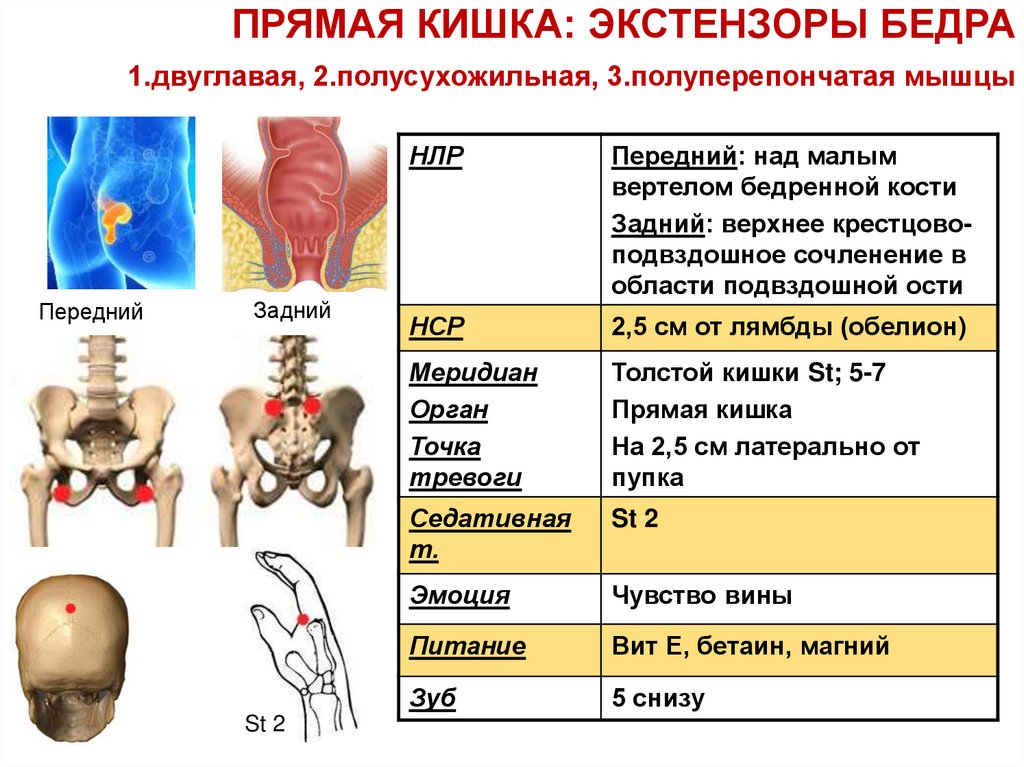 Мышцы тесты ответы