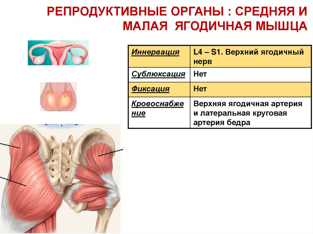 Мануальное мышечное тестирование презентация