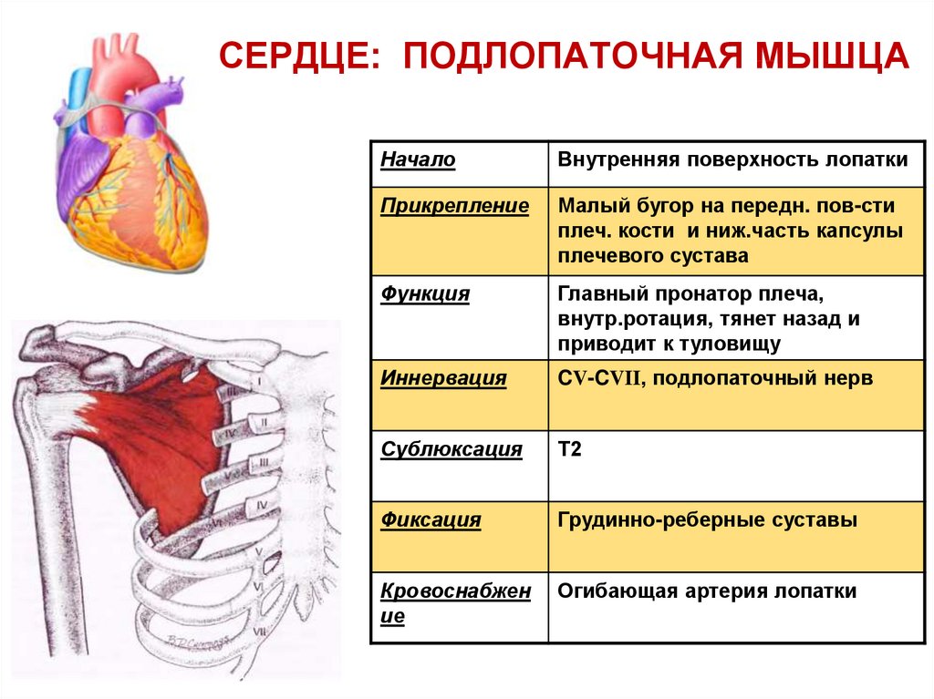 Подлопаточная мышца фото