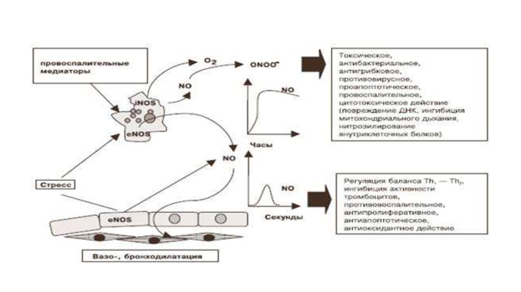 Синтез азота. Механизм действия оксида азота на сосуды. Эндотелий и оксид азота. Механизм регуляторного действия оксида азота.. Влияние оксида азота на сосуды.