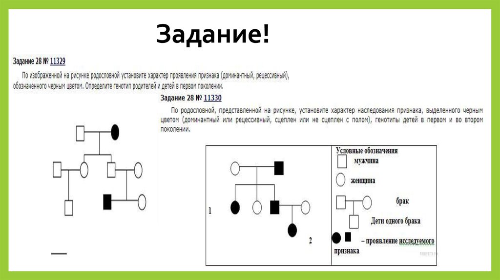 Генеологический метод - презентация онлайн