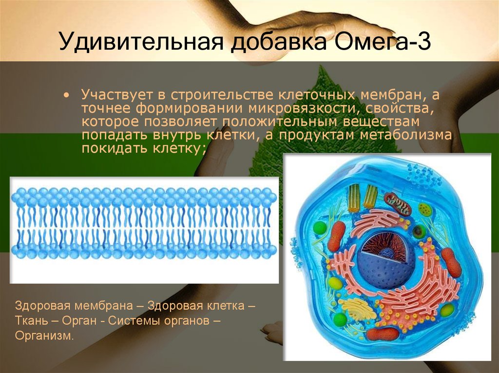 Избирательная проницаемость клеточной мембраны