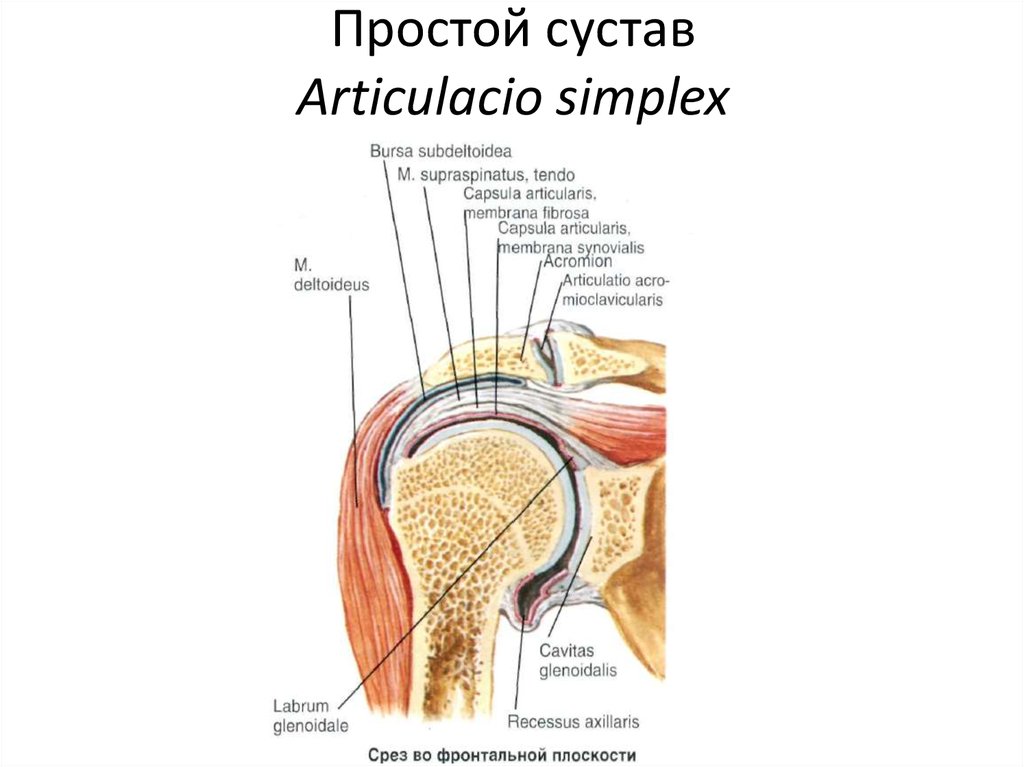 Сложный сустав. Строение простого и сложного сустава. Суставы простые и сложные анатомия. Простой сустав. Простые суставы примеры.