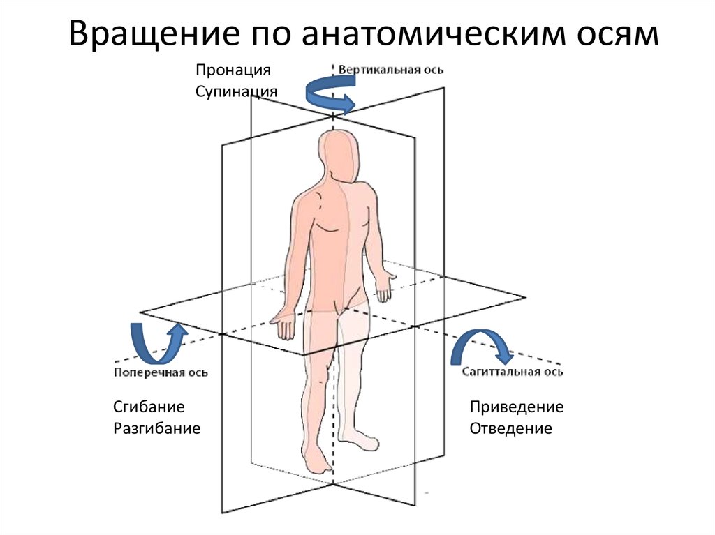 Оси движения. Оси и плоскости в анатомии человека. Фронтальная сагиттальная ось анатомия. Оси тела человека в анатомии. Оси движения анатомия.