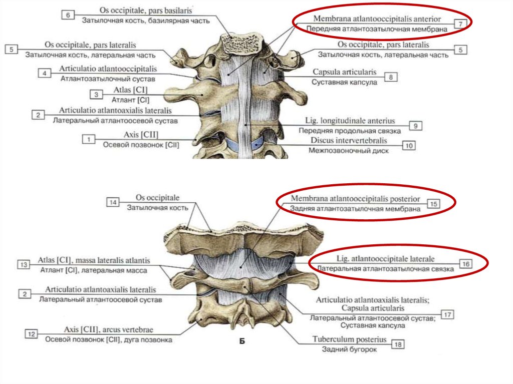 Кости позвоночника тип соединения. Соединение костей туловища анатомия. Таблица соединение позвонков. Соединение костей туловища Тип соединения. Позвоночный столб соединения позвонков.