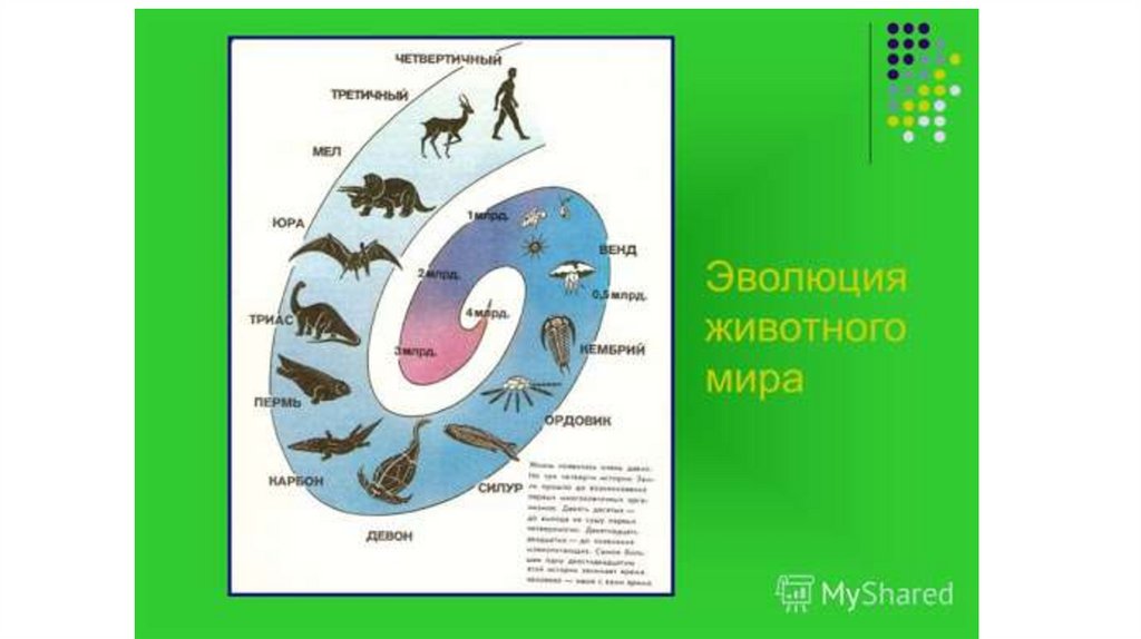 Типы эволюции животных