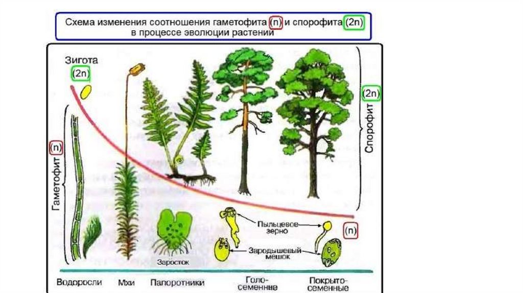 Эволюция растений схема. Эволюция растений аппликация. Биология 5 кл основные этапы развития растений на земле. Продолжительность жизни гаметофита