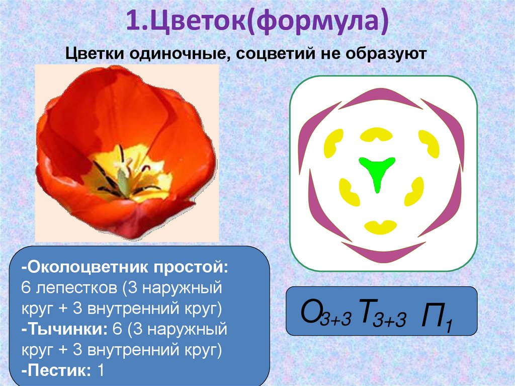 Количество лепестков кратно 3. Формула цветка с простым околоцветником. Диаграмма цветка с простым околоцветником. Формула цветка 6 класс биология. Формула цветка околоцветник.
