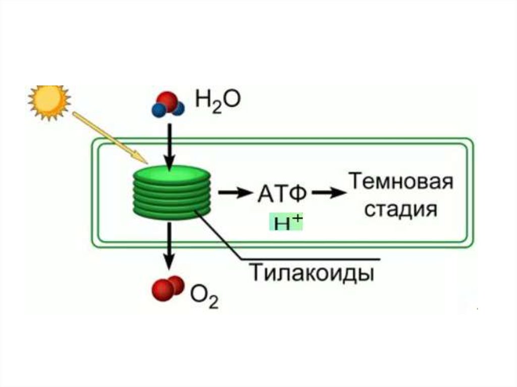 Автотрофный тип обмена веществ. Темновая стадия тилакоиды схема. 9 Класс - пластический обмен ( (фотосинтез,Синтез белка ). Темновая проводимость.