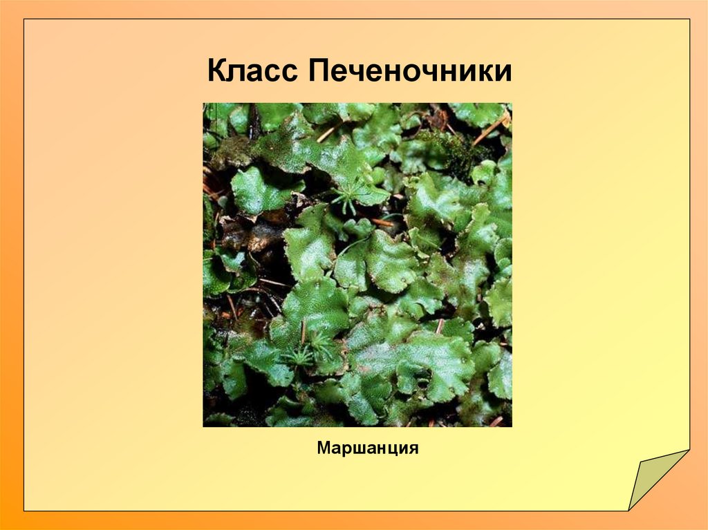 Растение маршанции к какой группе относится. Маршанция класс. Высшие растения печеночники маршанция. Класс печеночники. Печеночники биология.