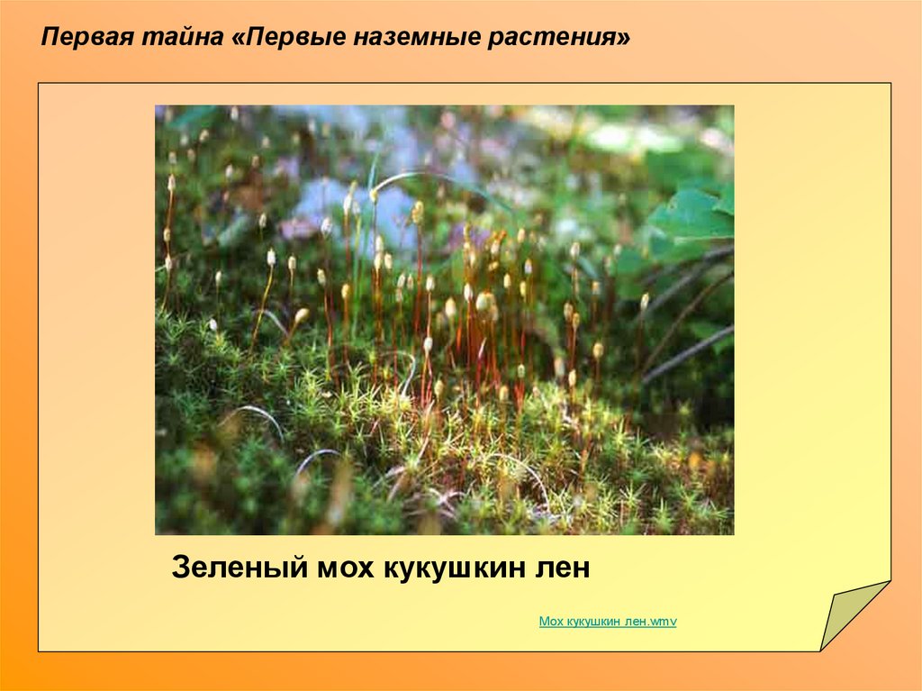Кукушкин лен какая группа организмов. Зеленый мох Кукушкин лен это растение. Наземные травы. Первые наземные растения. Кукушкин лён наземное.