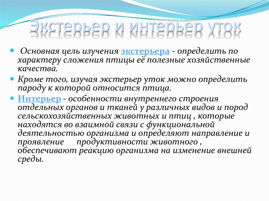 Экстерьер и интерьер уток