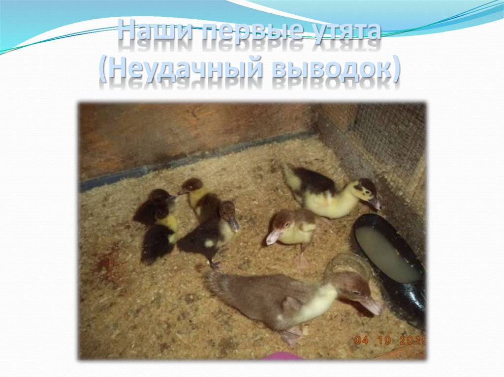 Наши первые утята (Неудачный выводок)