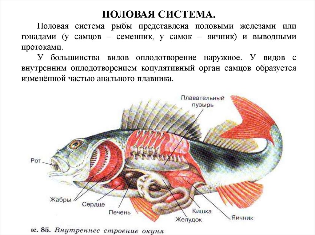 Какие системы органов у рыб. Внутреннее строение рыбы система органов. Внутренне строение речного окуня. Система органов речного окуня. Внутреннее строение речного окуня нервная система.