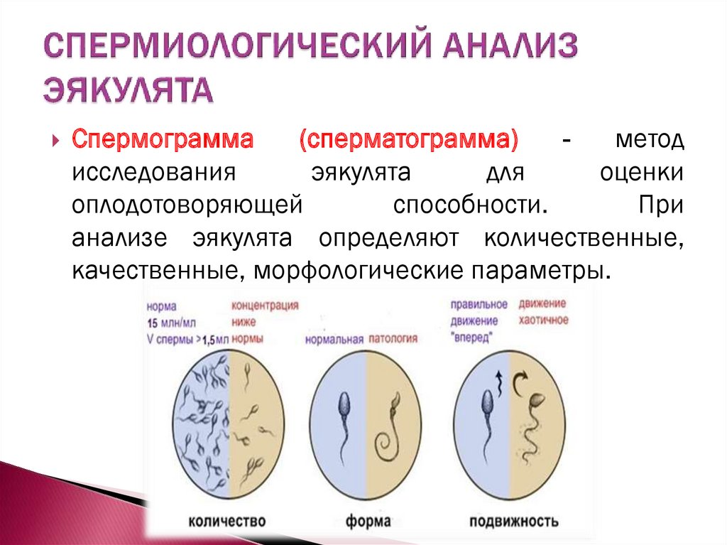 Эякулят. Алгоритм исследования эякулята. Состав эякулята. Спермиологический анализ. Состав эякулята человека.