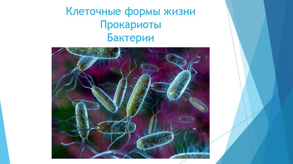 Прокариоты бактерии форма клеток. Одноклеточные организмы прокариоты. Прокариоты безъядерные. Клеточные формы жизни. К прокариотам относятся.