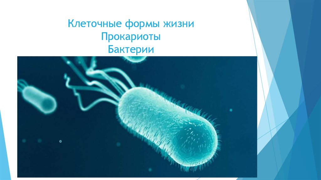Формы жизни прокариоты. Патогенный прокариот. ESBL-бактерии что это такое. Монадные бактерии. Газообразующая палочка бактерия.