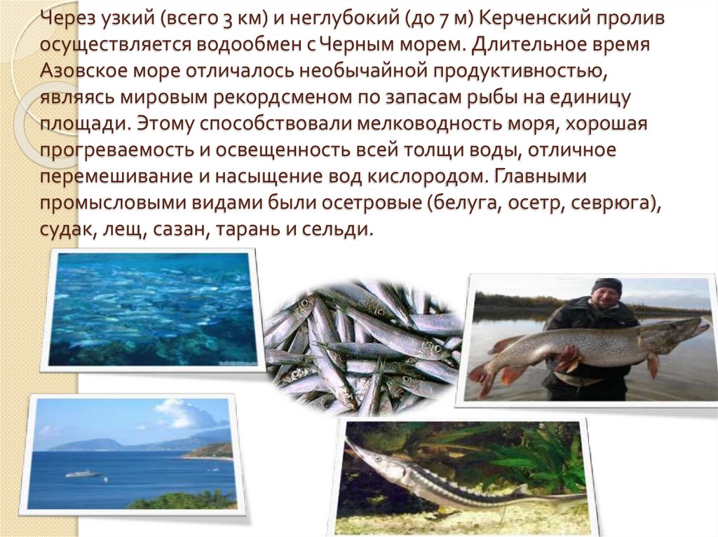 Через узкий (всего 3 км) и неглубокий (до 7 м) Керченский пролив осуществляется водообмен с Черным морем. Длительное время