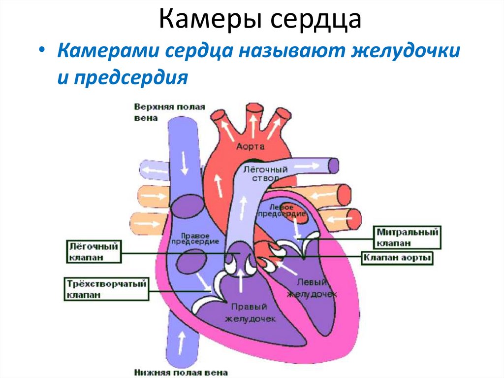 Какие камеры сердца