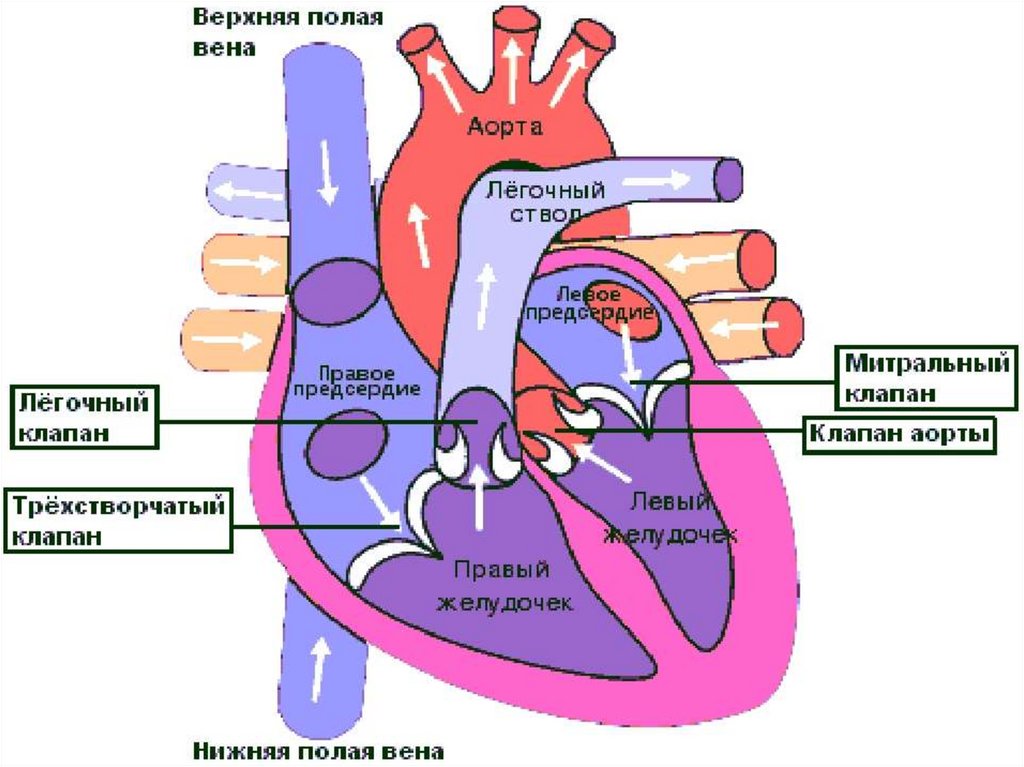 Схема кровотока в сердце