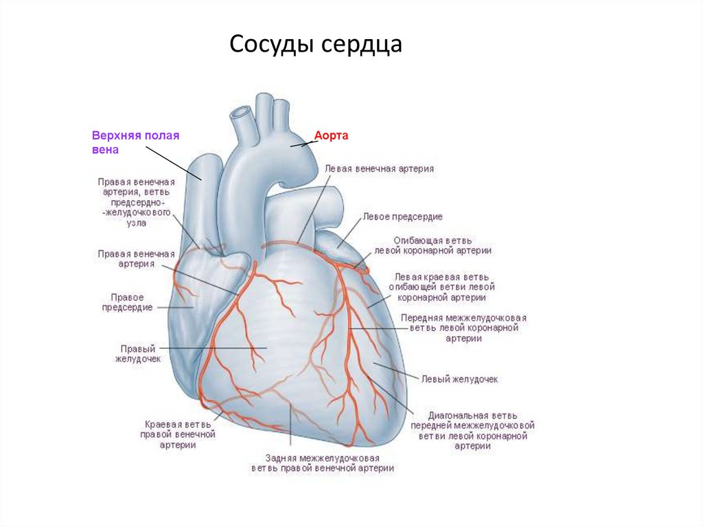 Правая сердечная артерия. Венечные артерии сердца анатомия. Строение коронарных артерий сердца. Сосуды сердца спереди анатомия. Венечные артерии сердца схема.