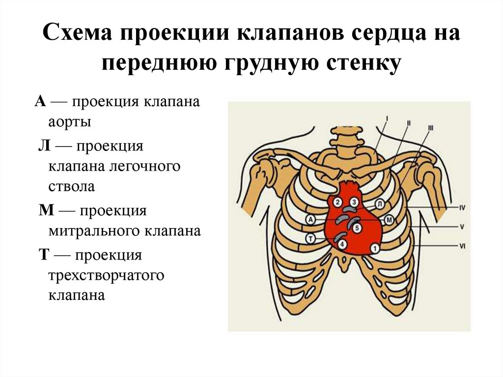 Схема расположения клапанов сердца