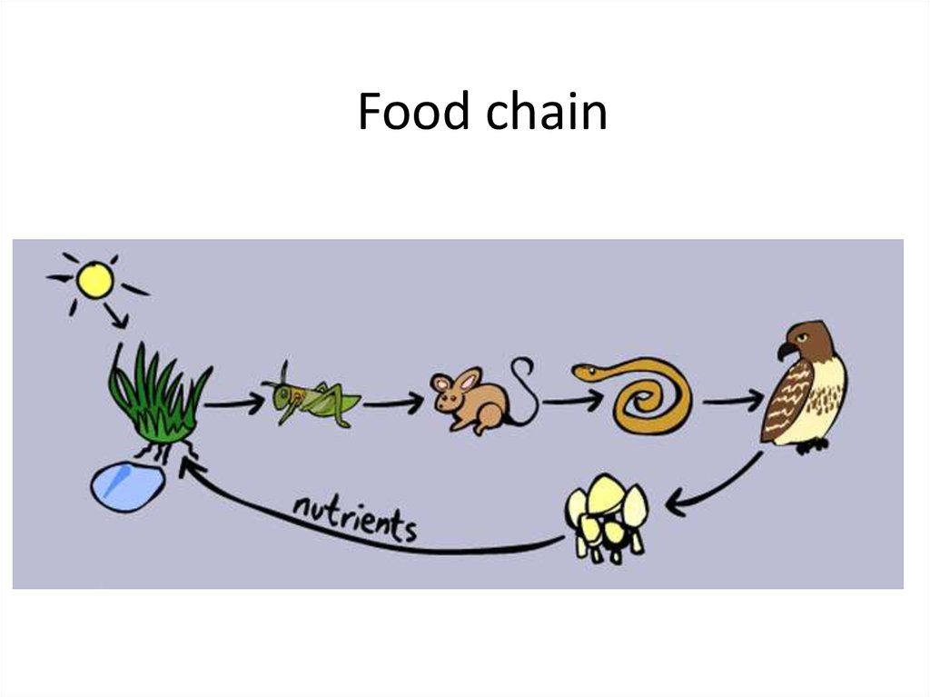 Animals. Food chain - online presentation