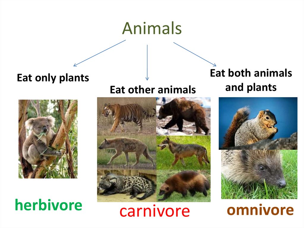 Animals. Food chain - online presentation