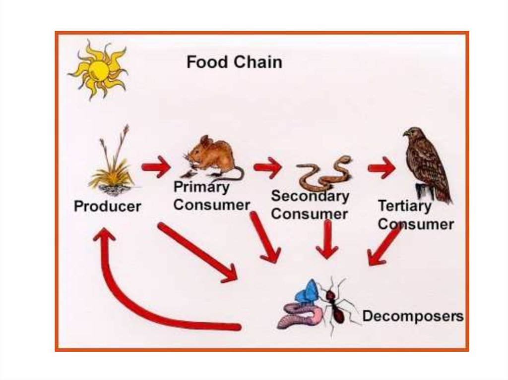 What Do Primary Consumers Do