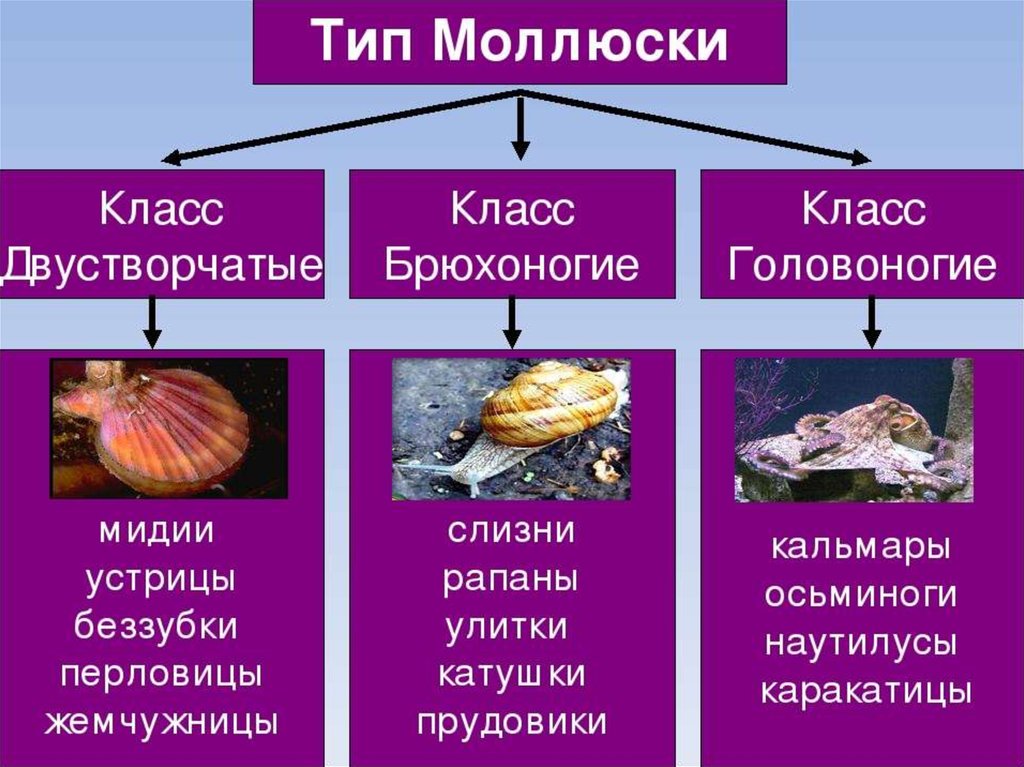 Три примера животных относящихся к моллюскам. Брюхоногие моллюски представители. К какому классу относится моллюск. Систематика головоногих моллюсков 7 класс. Представители класса двустворчатые.