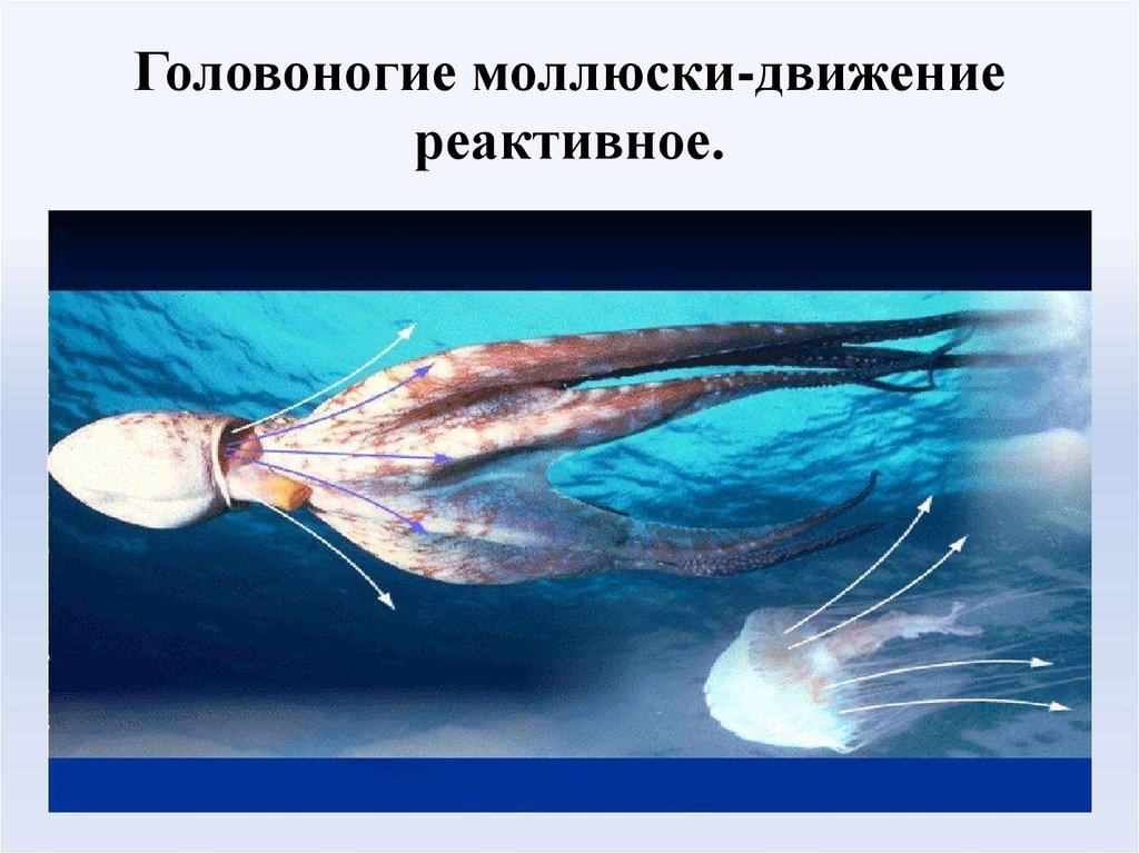 Передвижение моллюсков. Реактивное движение головоногих моллюсков. Реактивный способ движения головоногих моллюсков. Движение характерное для головоногих моллюсков. Механизм движения головоногих моллюсков.