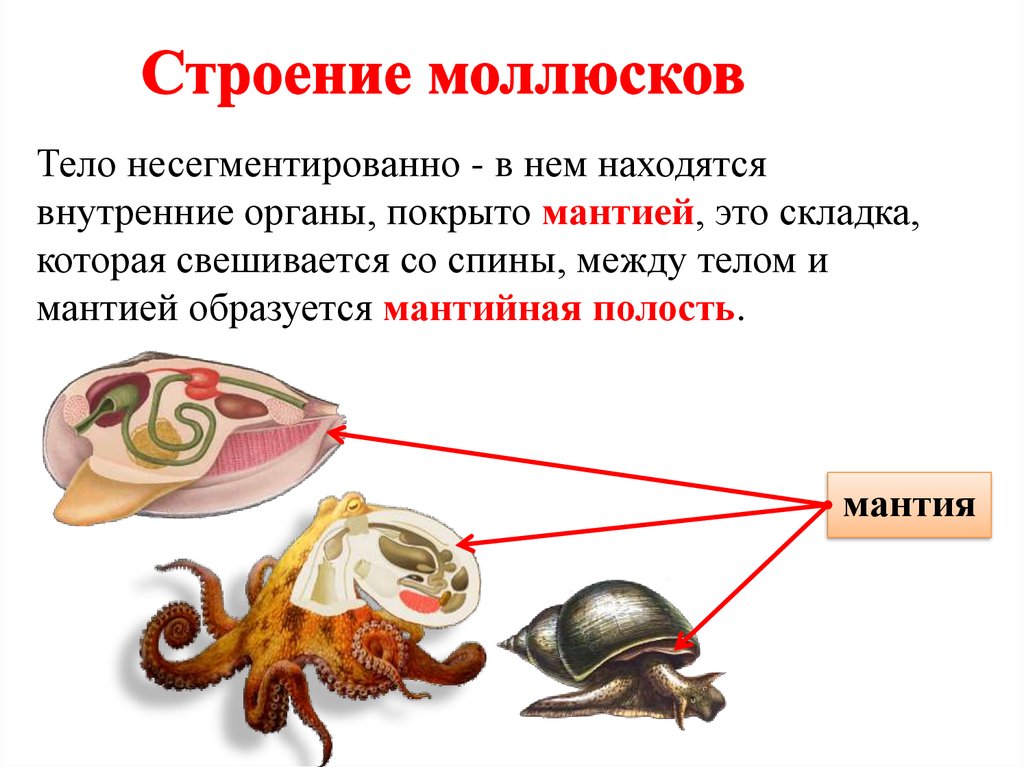 Тело моллюска имеет мантию. Моллюски мантия и мантийная полость. Тип моллюски 7 класс биология строение. Мантийная полость у моллюсков. Брюхоногие моллюски мантия.