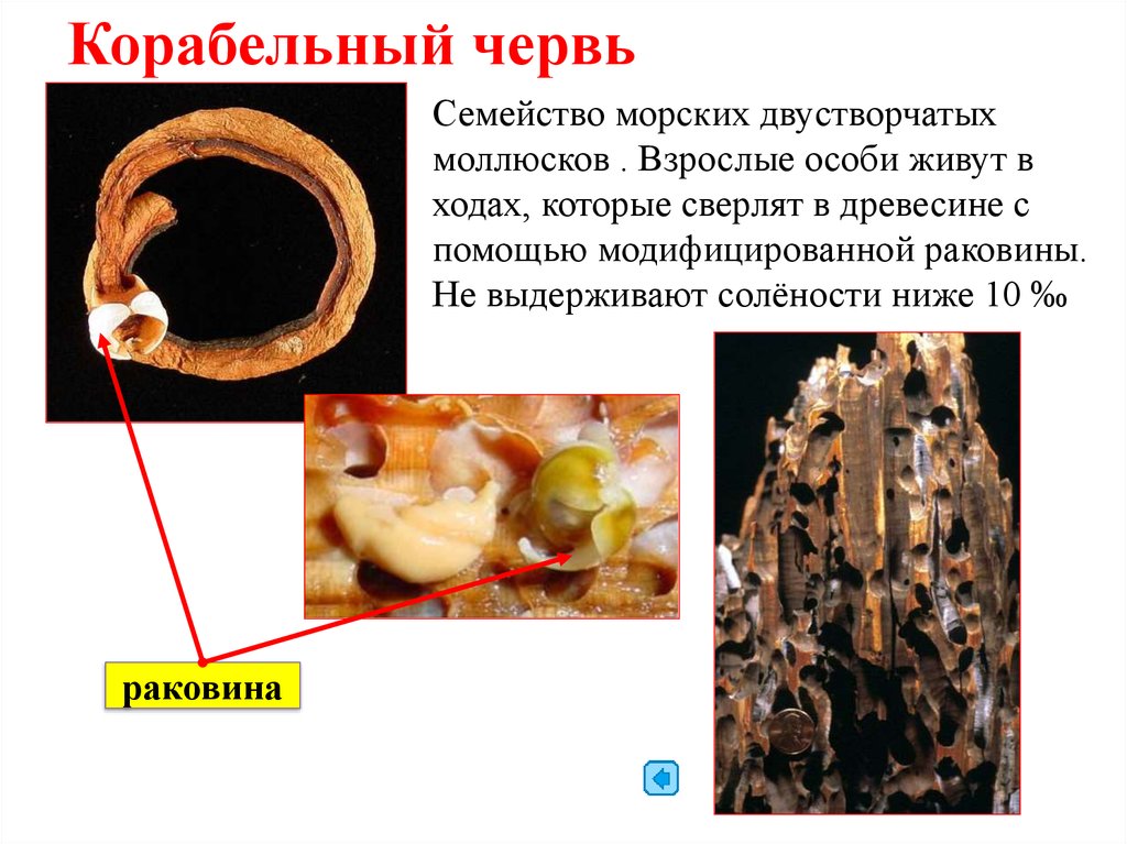 Черви тип моллюски. Корабельный червь это двустворчатый моллюск. Корабельный червь двухстворчатый. Двустворчатые моллюски Тередо. Корабельный червь моллюск.