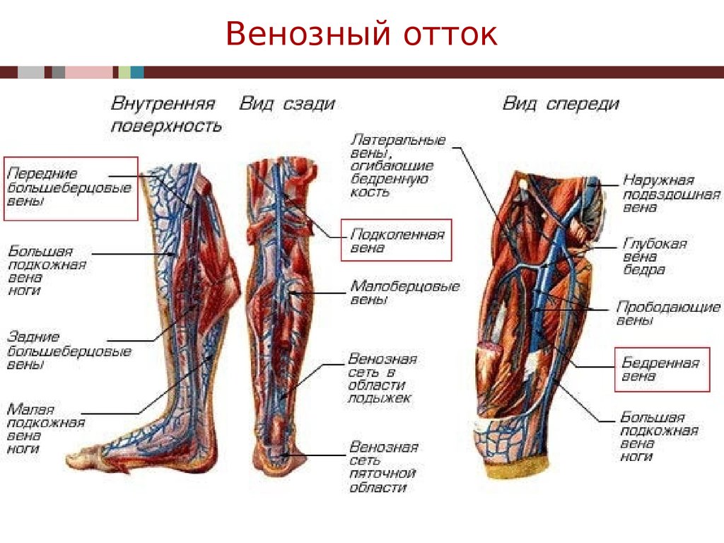 Карта вен нижних конечностей. Кровеносная система ног человека схема. Строение вен нижних конечностей схема. Венозная артериальная система нижних конечностей. Анатомия вен нижних конечностей человека.