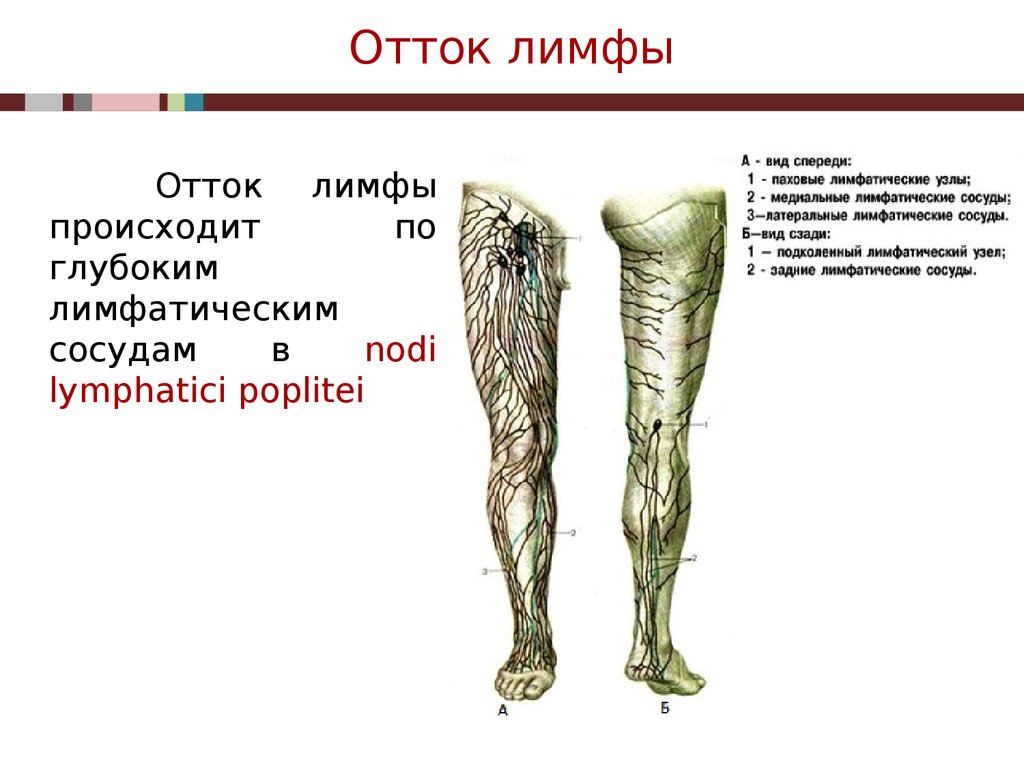 Лимфатические сосуды конечностей. Лимфатическая система нижних конечностей человека. Отток лимфы нижних конечностей схема. Лимфатические узлы на ногах.
