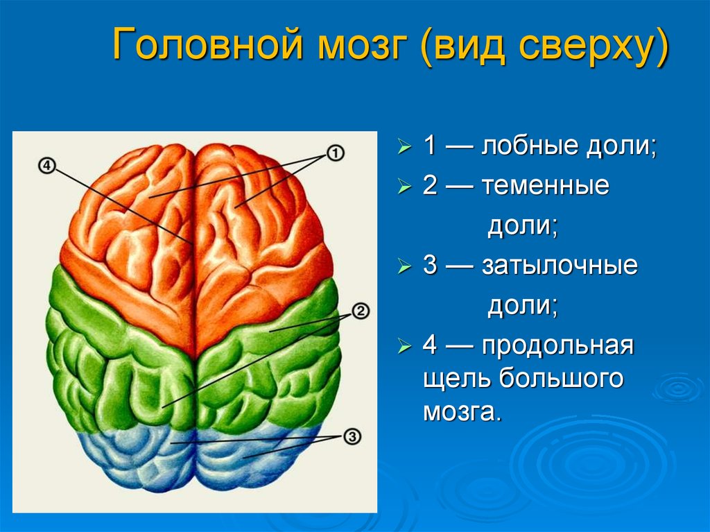 Мозг вид сверху рисунок