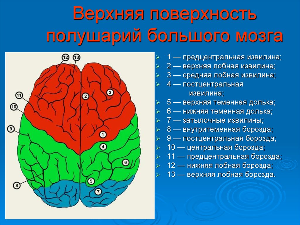 Поверхности больших полушарий головного мозга