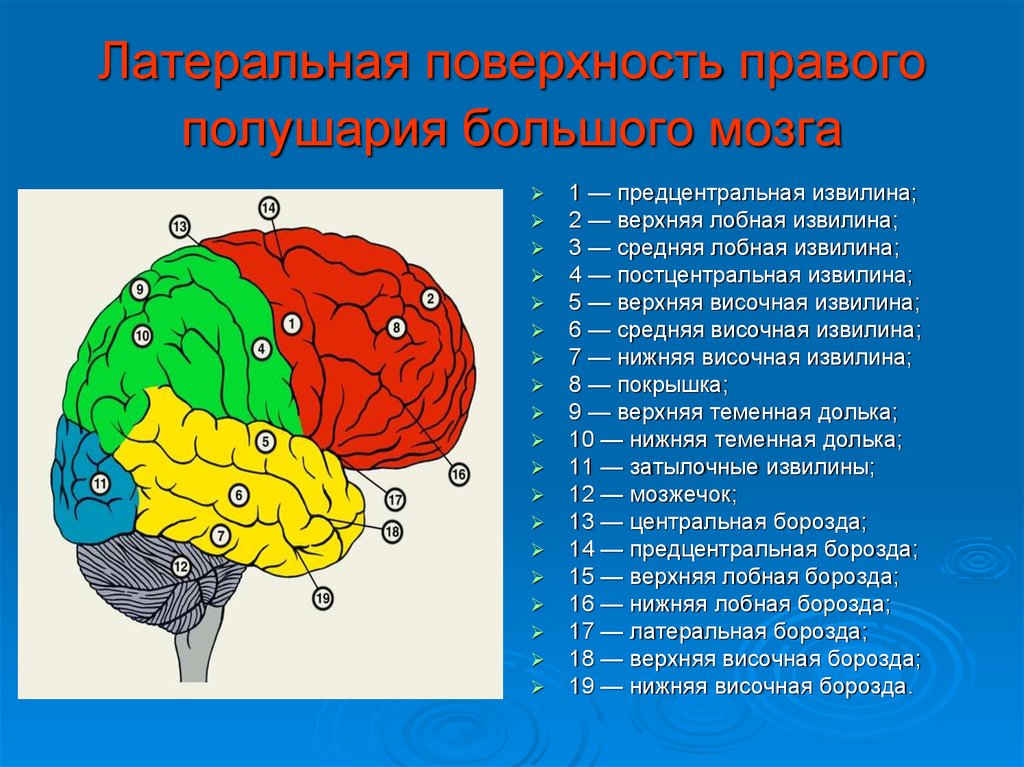 В переднем мозге полушария отсутствуют. Верхняя латеральная поверхность головного мозга. Латеральная поверхность полушария большого мозга. Латеральная поверхность мозга доли. Правое полушарие строение.