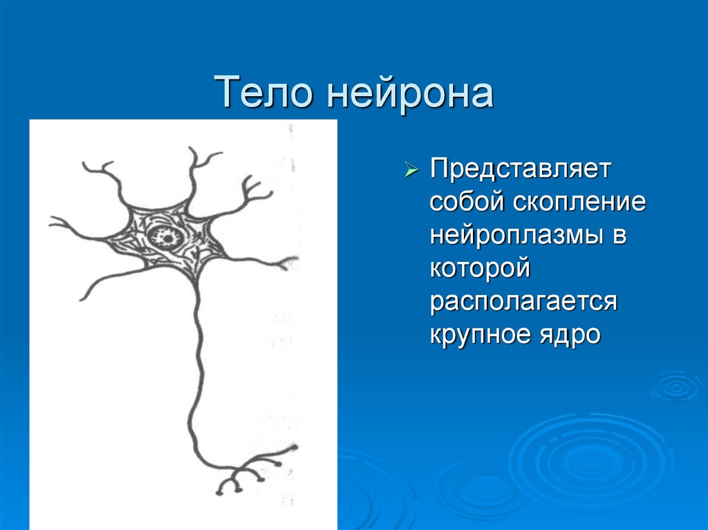 Как называется короткий нейрона. Нейрон Аксон дендрит. Тело нейрона. Тело нервной клетки. Строение нейрона человека.