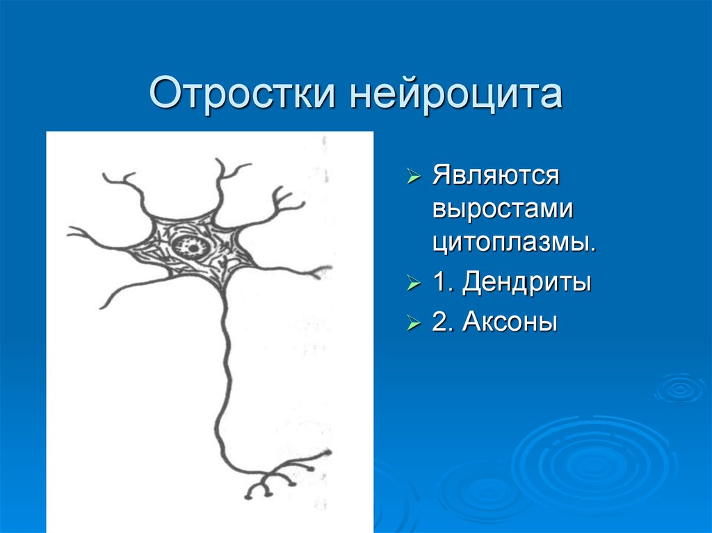 Короткие аксоны сильно ветвятся. Отросток нервной клетки. Аксон отросток. Аксон нейроцита. Длинный отросток нервной клетки.