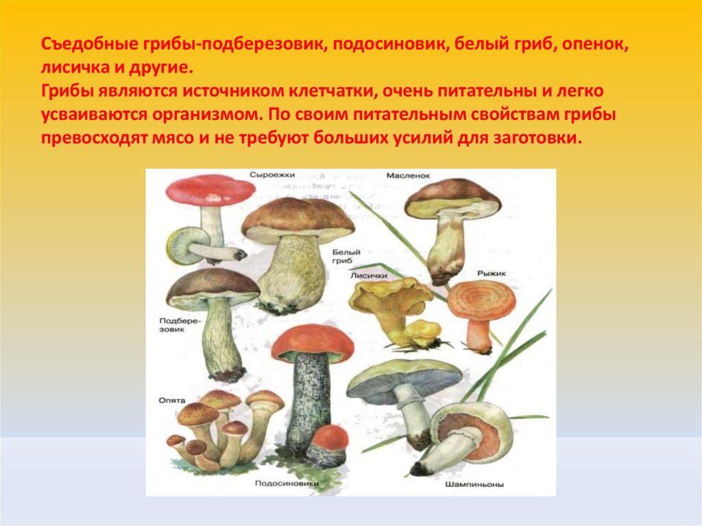 Какие съедобные грибы относятся к трубчатым грибам. Съедобные грибы белый подосиновик лисички. Подберёзовики, подосиновики, лисички, белый гриб. Подосиновик подберезовик гриб трубчатый. Подберезовик, подосиновик опята лисички белый гриб.