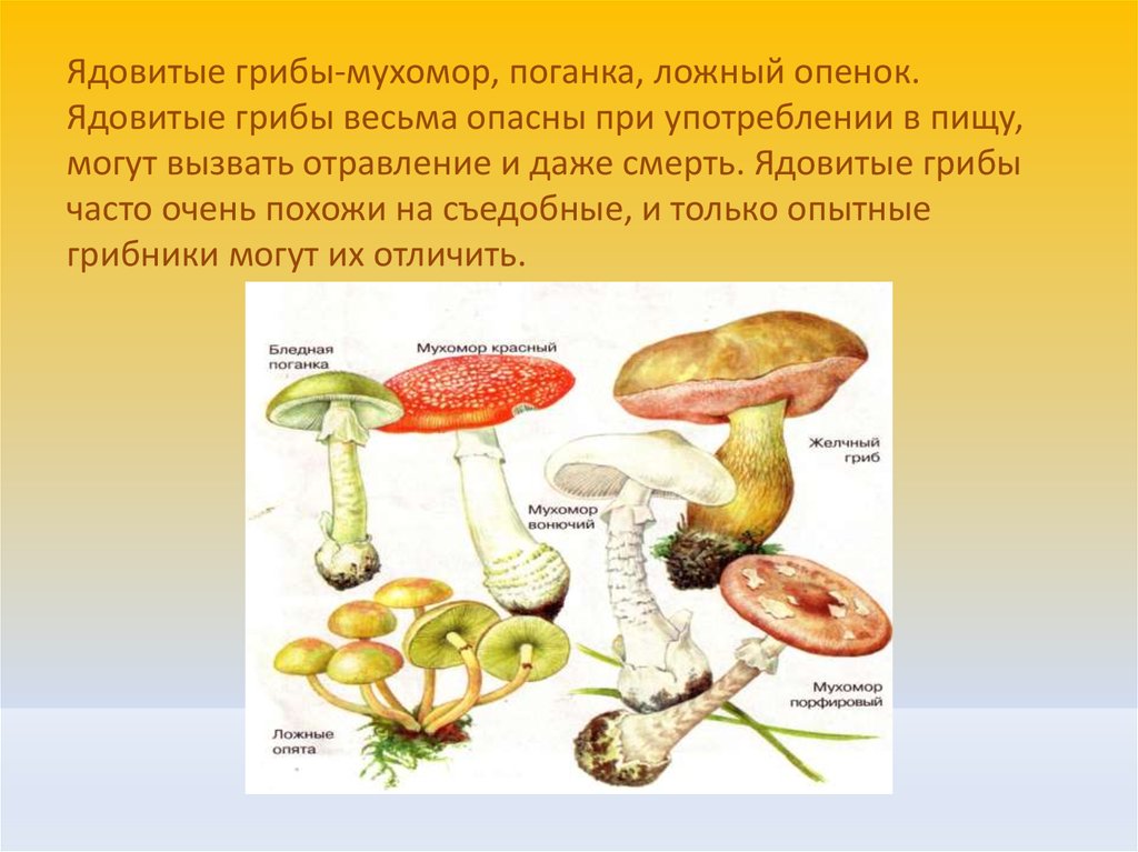 Активный образ жизни относится к грибам. Поганка гриб это трубчатые грибы. Грибы пластинчатые и трубчатые съедобные и ядовитые. Ложные опята пластинчатые или трубчатые. Ядовитые грибы трубчатые и пластинчатые.