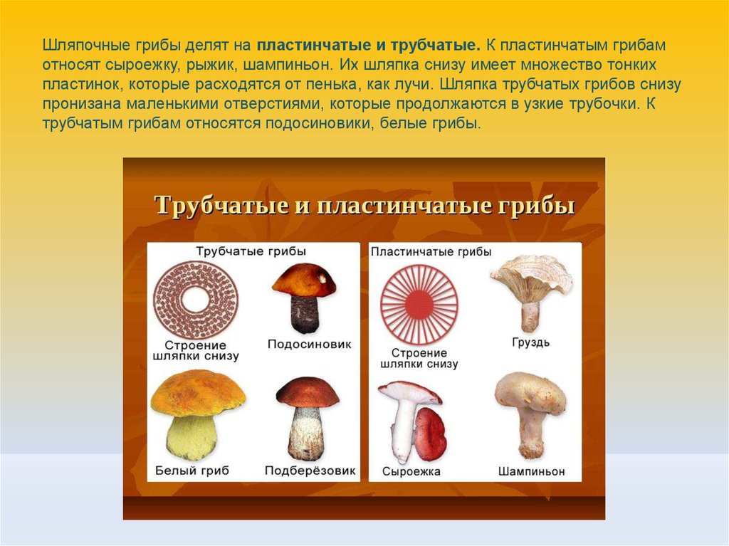 Какие съедобные грибы относятся к трубчатым грибам. Грибы Шляпочные и трубчатые. Шляпочные грибы трубчатые и пластинчатые. Шляпочные трубчатые грибы Шляпочные пластинчатые грибы. Шляпочные пластинчатые грибы несъедобные.