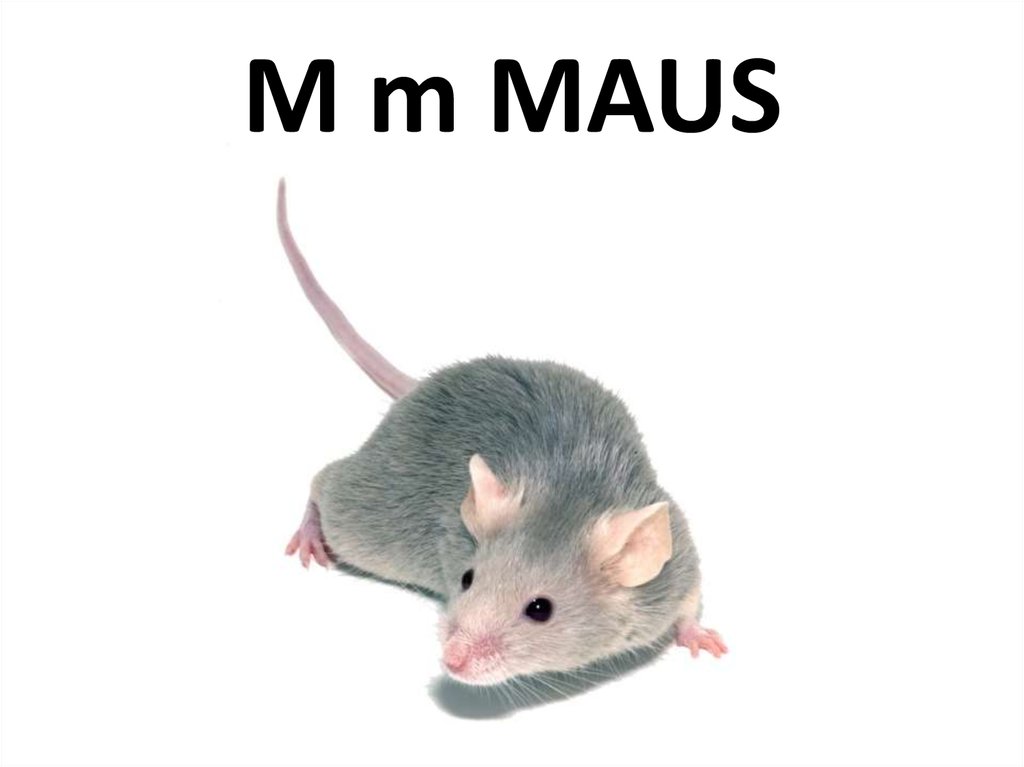 M m MAUS