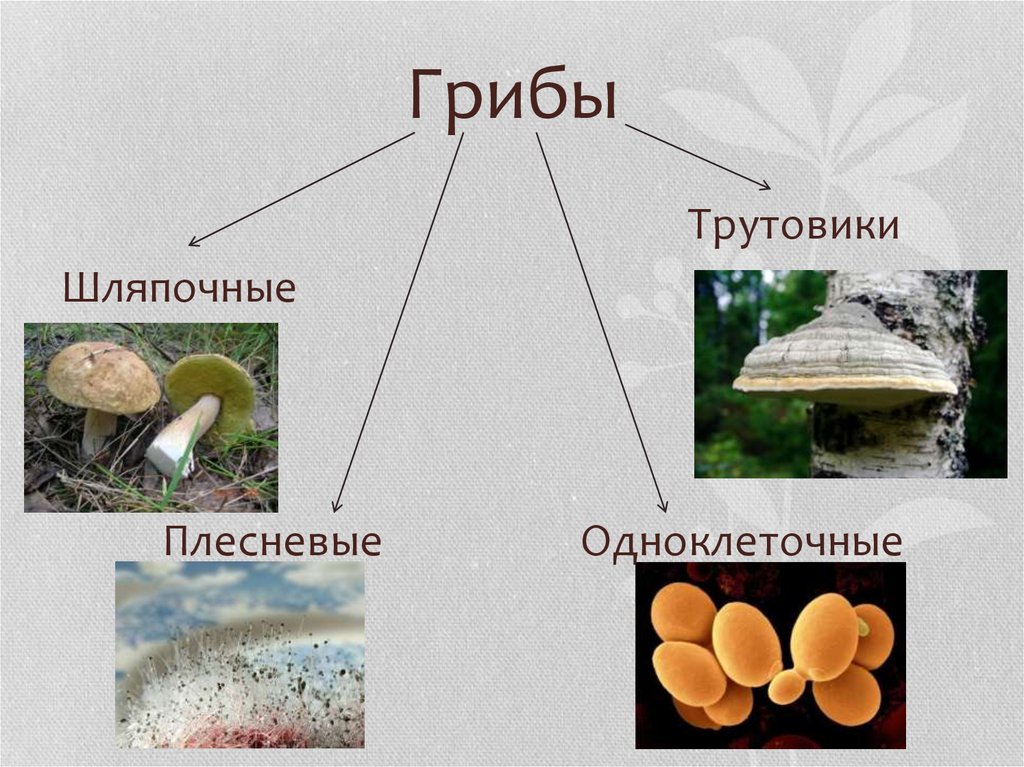 Класс биология грибы. Таблица многообразие грибов 5 класс биология. Разнообразие грибов 5 класс. Грибы 5 класс биология.
