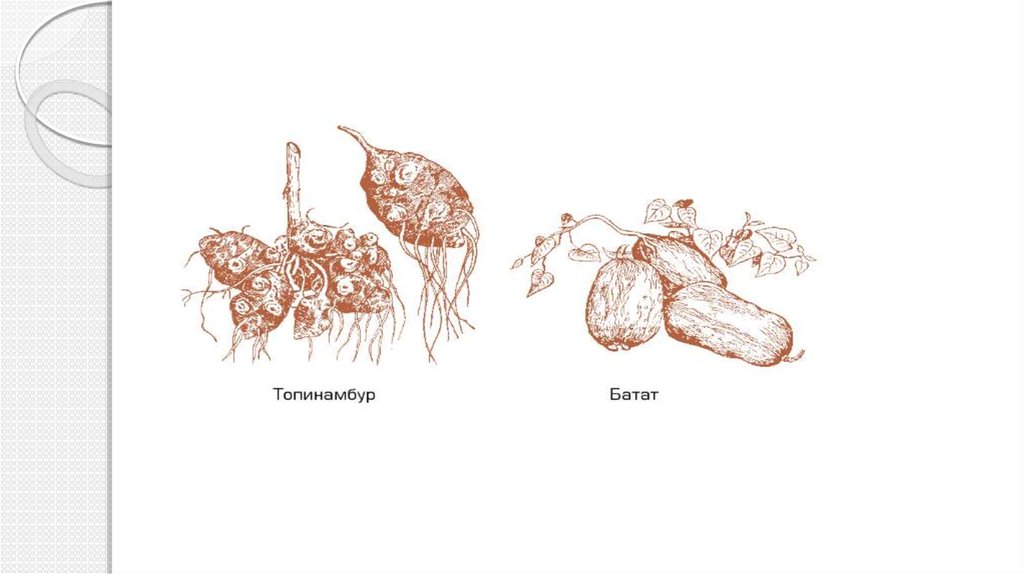 Корневые шишки. Клубнеплоды корнеплоды капустные и луковые. Клубень топинамбура рисунок. Батат и топинамбур.