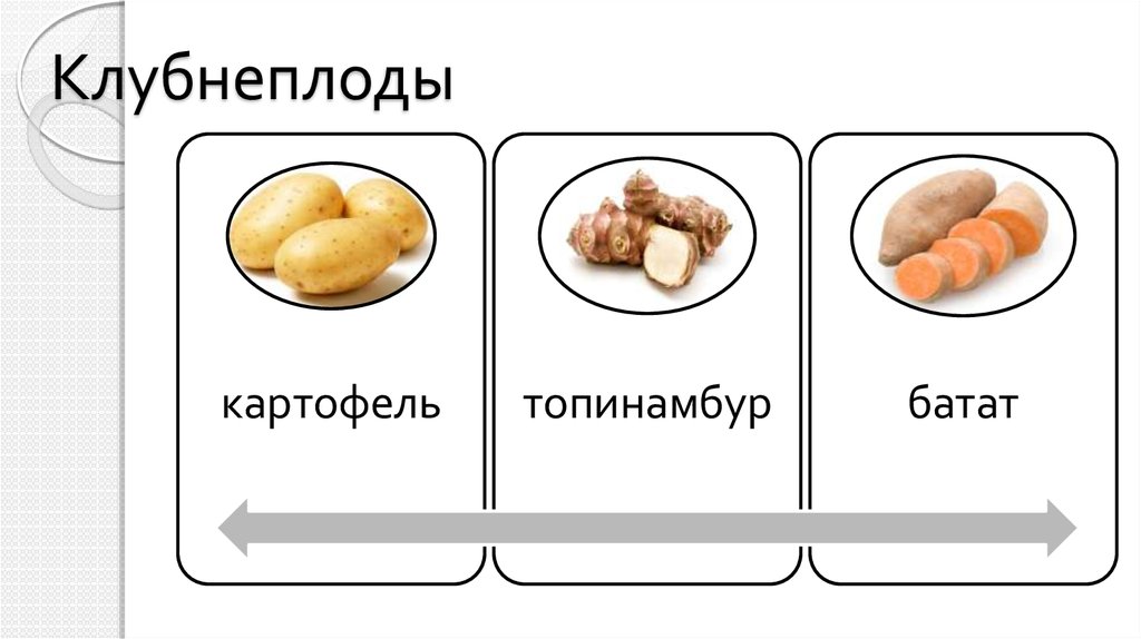 Виды клубнеплодов