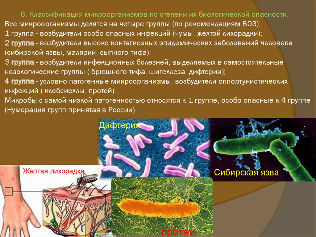 Гнилостные бактерии питание